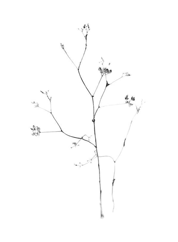 Fragile Flower Plakat (30x40 cm)- Czarno-białe zdjęcia