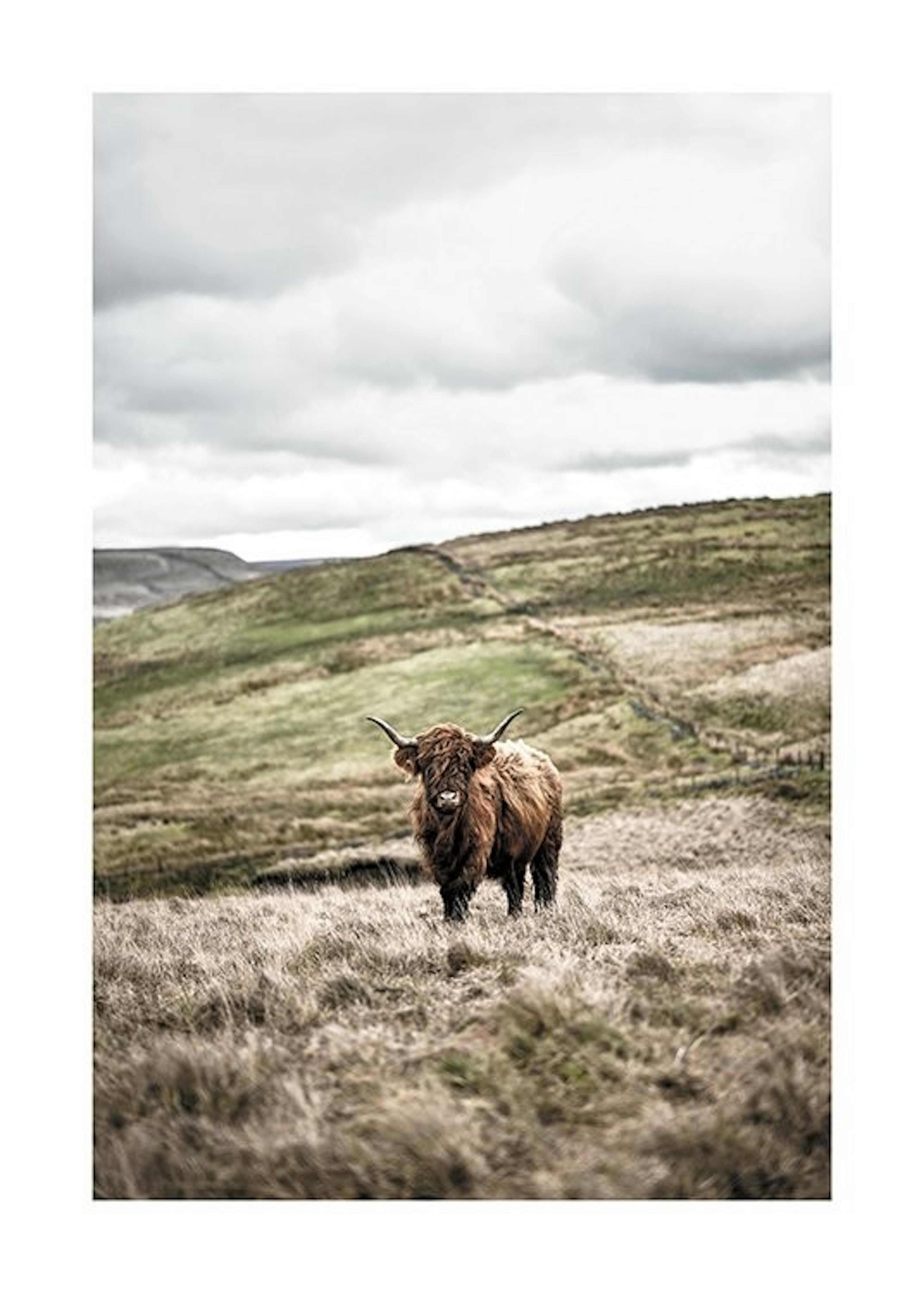 Cow In Landscape Poster 0