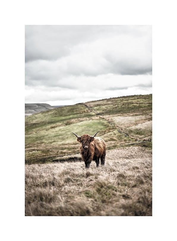 Cow In Landscape Poster (50x70 cm) - Bilder mit Tiermotiven