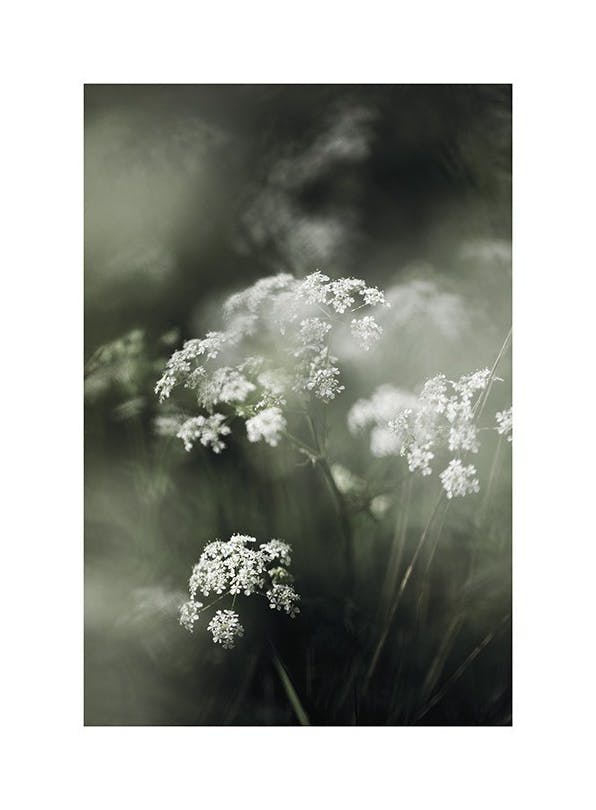 Misty Meadow Flower Plakat (30x40 cm)- Fotografia