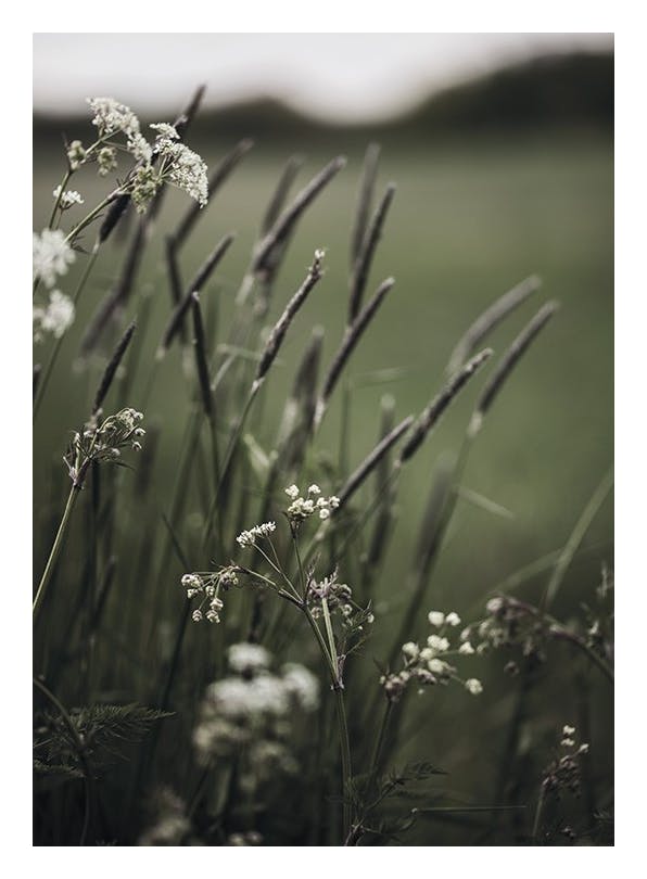 Grass In Bloom Poster (30x40 cm) - Fotokunst