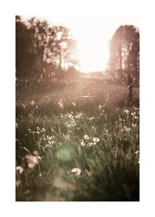 Meadow At Sunset Plakát 0