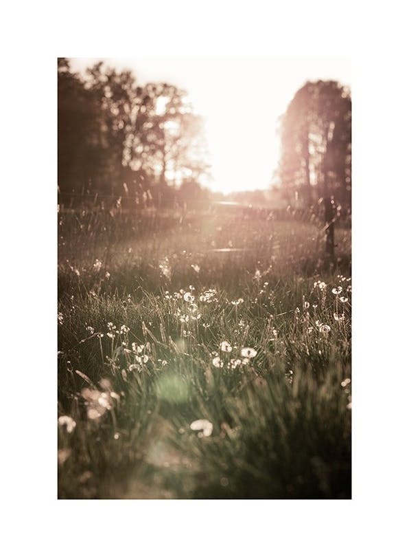 Meadow At Sunset Poster (30x40 cm)
