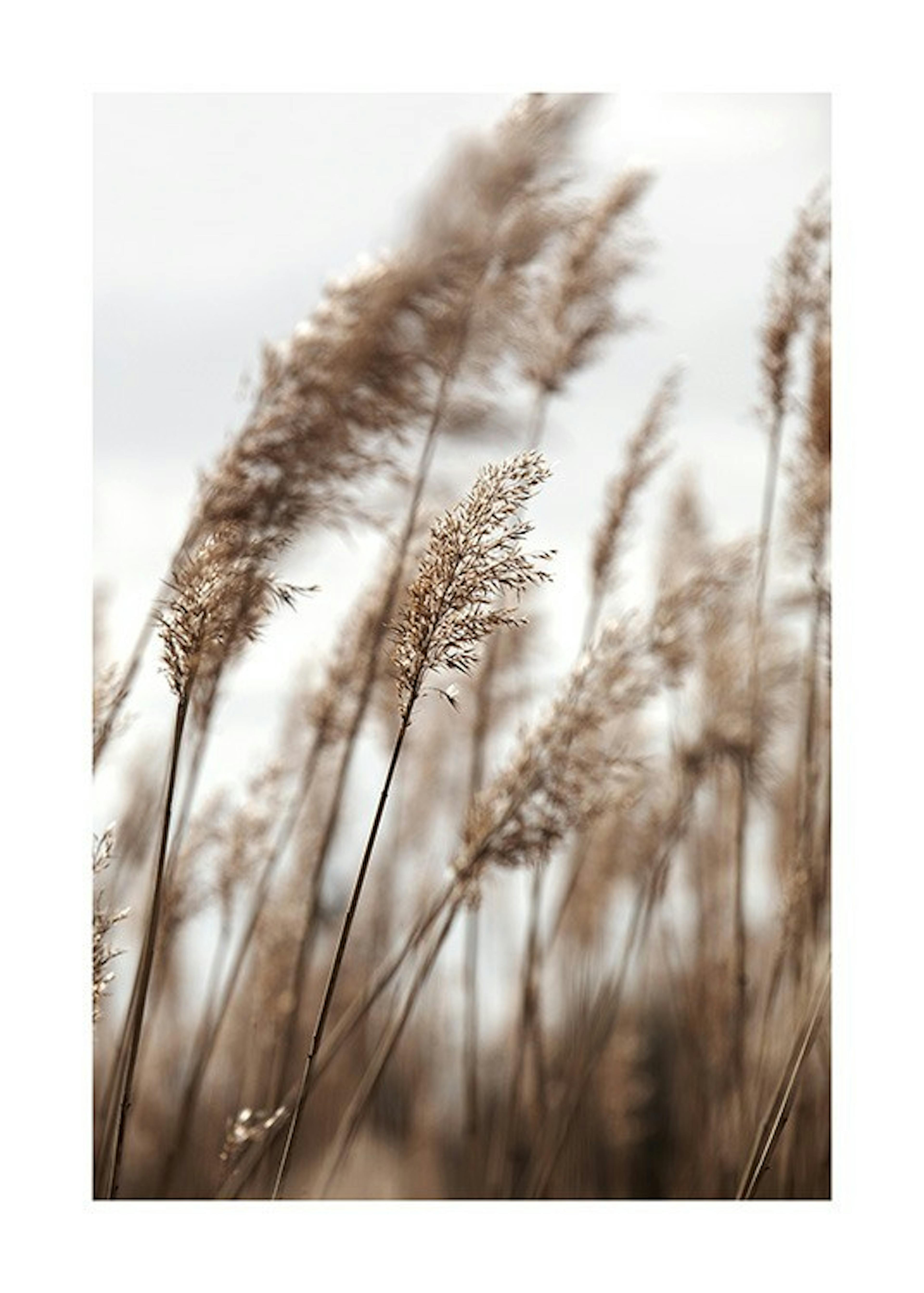 Swaying Reeds No1 Affiche 0