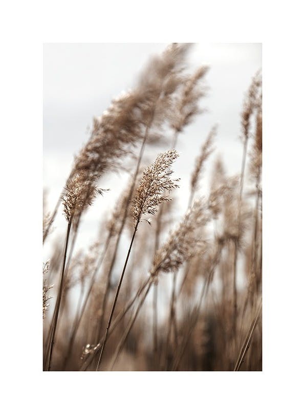 Swaying Reeds No1 Print (40x50 cm)