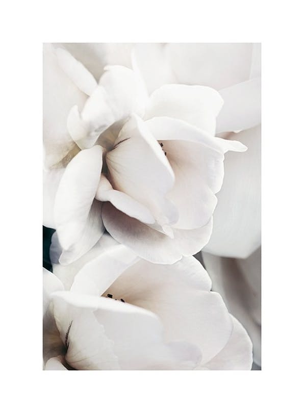 Milky Rose No1 Print (50x70 cm)