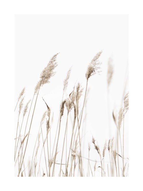 Sunny Reeds No1 Affiche 0