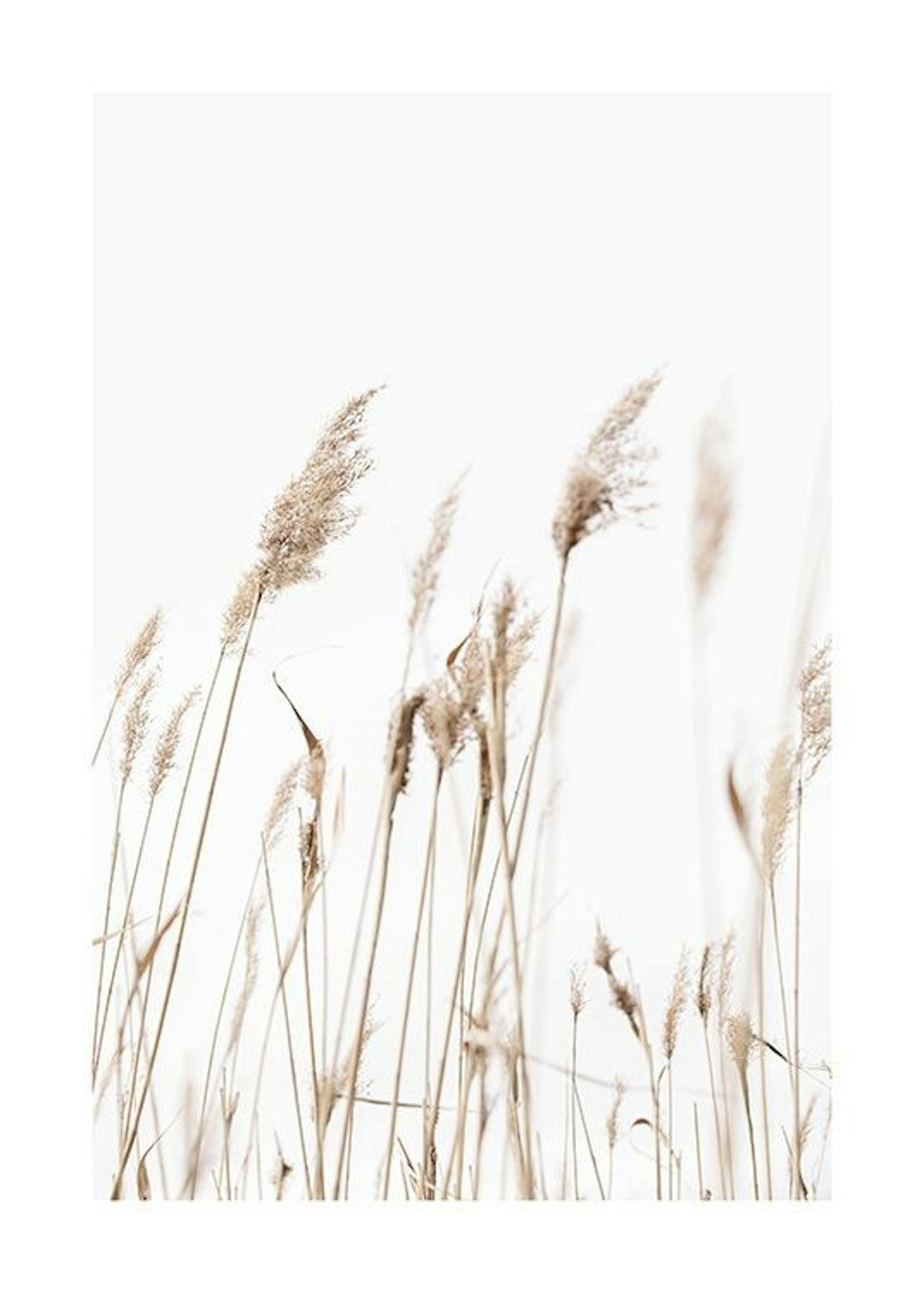 Sunny Reeds No1 Print 0