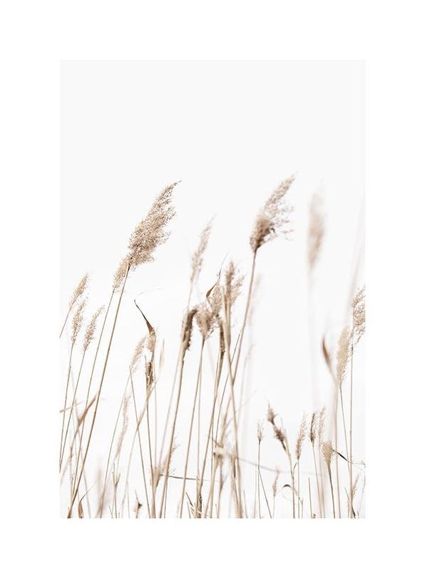 Sunny Reeds No1 Poster (50x70 cm)- Arte botânica