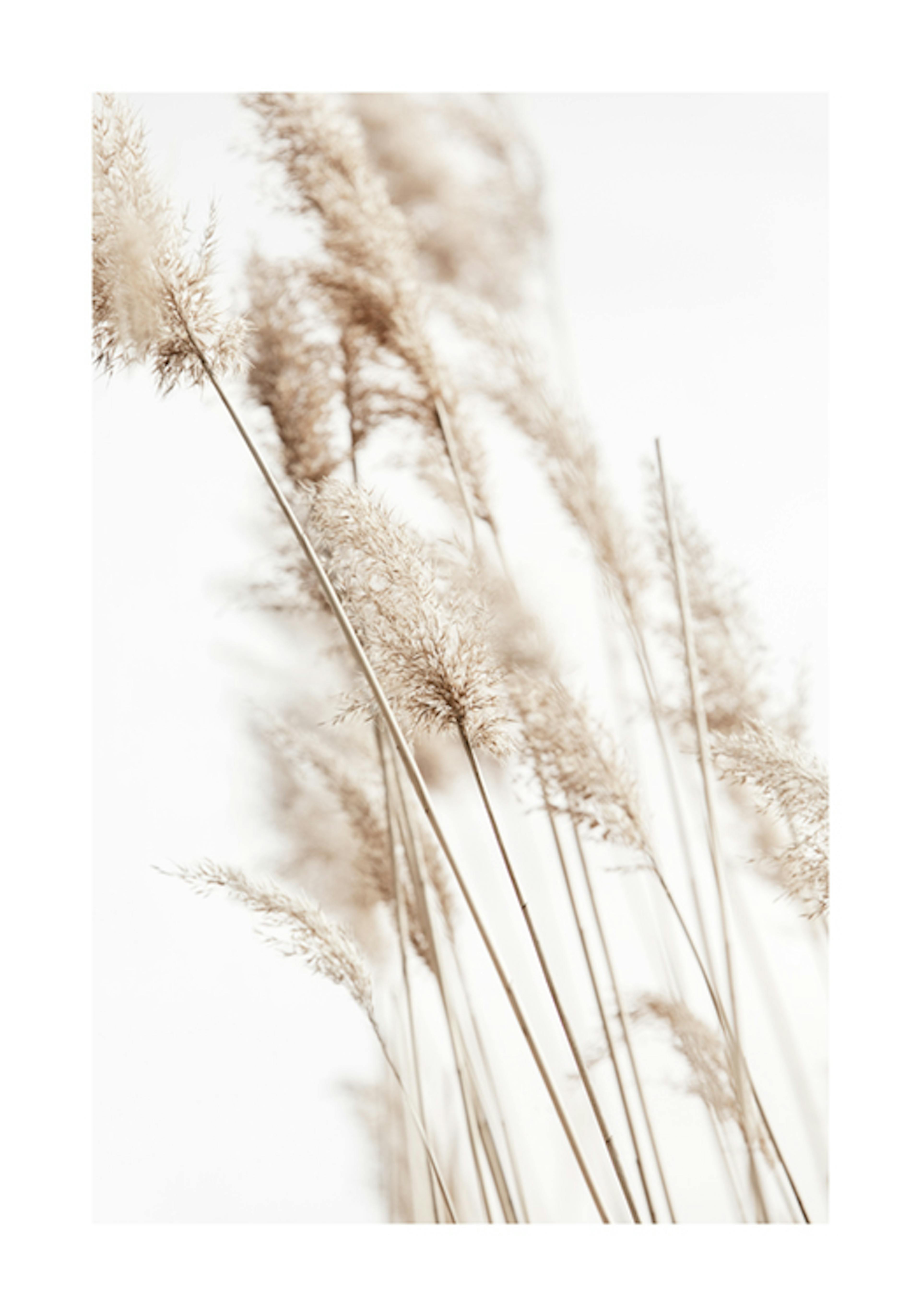 Sunny Reeds No2 Poster 0