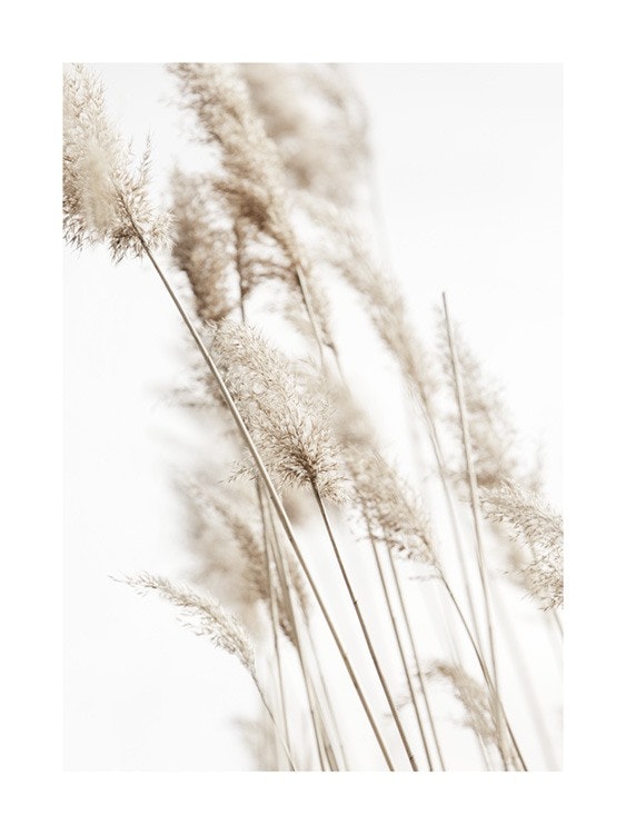 Sunny Reeds No2 Affiche 0