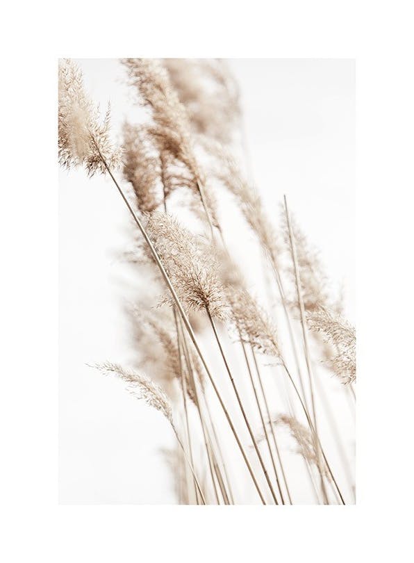 Prints - Sunny Reeds No2 Print (70x100 cm) - Botanical prints