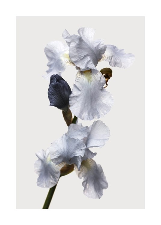 Blooming Iris No1 Poster 0