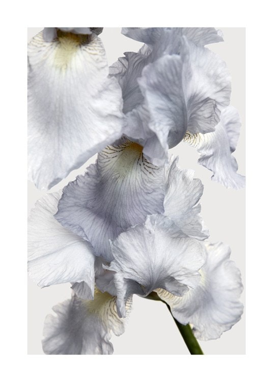 Blooming Iris No2 Affiche 0