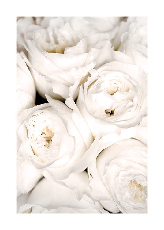Ivory Roses Poster - Rodas brancas 