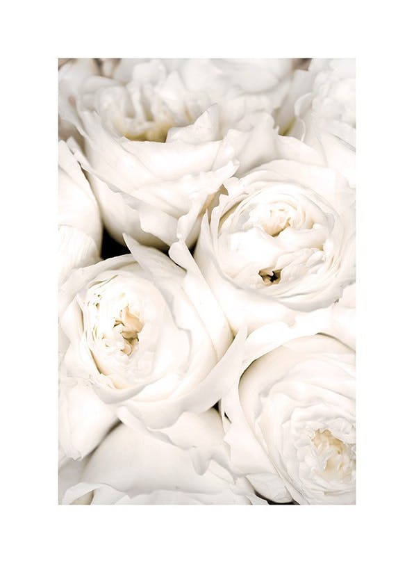 Ivory Roses Plakat (30x40 cm)- Plakaty z kwiatami