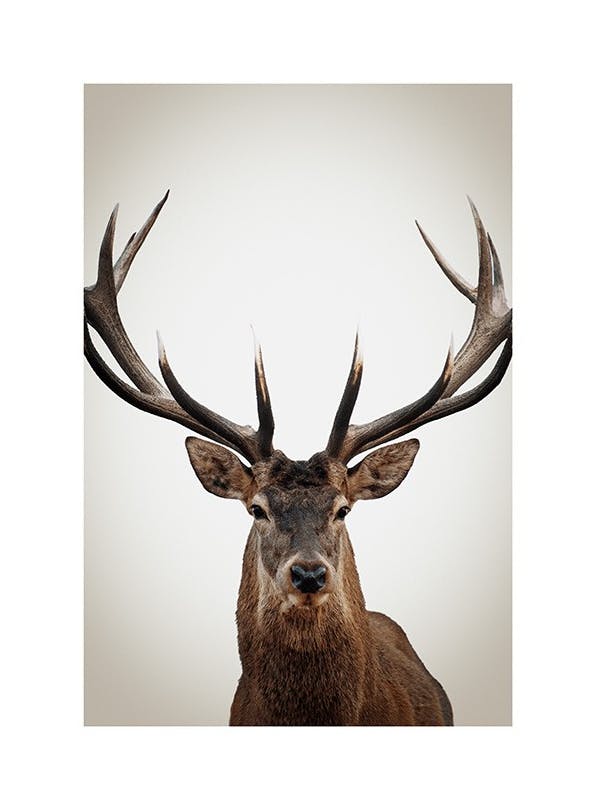Prints - Winter Deer Print (30x40 cm) - Photography prints
