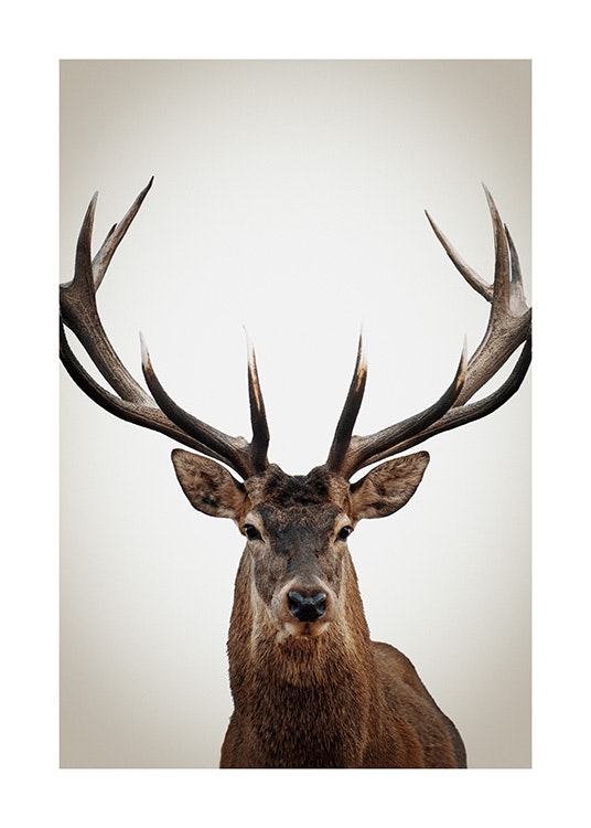Winter Deer Poster 0