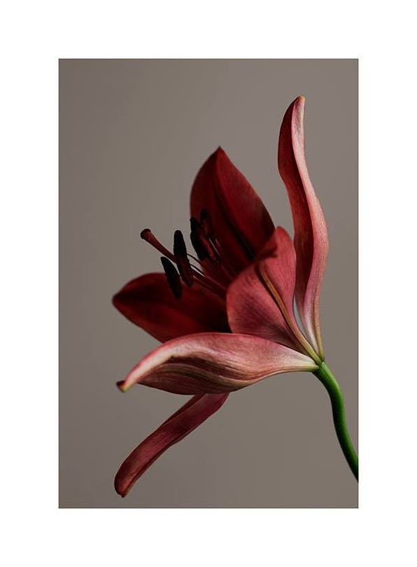 Prints - Red Flower Print (13x18 cm) - Botanical prints