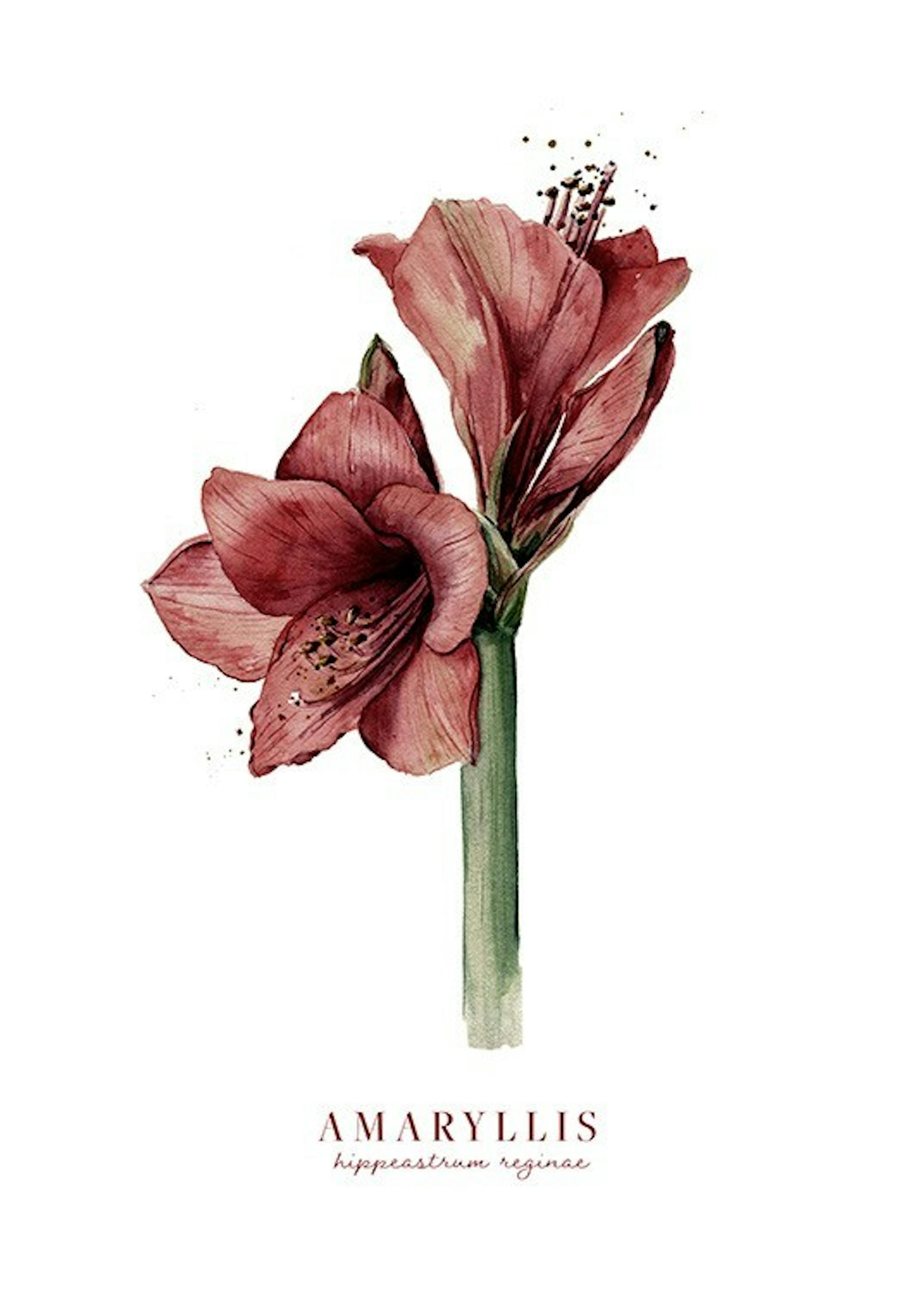 Watercolor Amaryllis Plakát 0