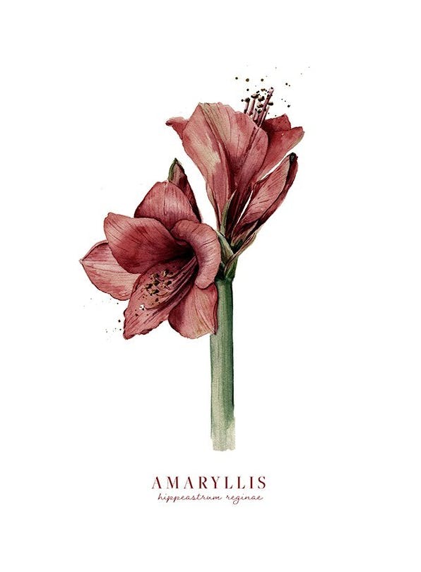 Watercolor Amaryllis Poster (50x70 cm) - Botanische posters