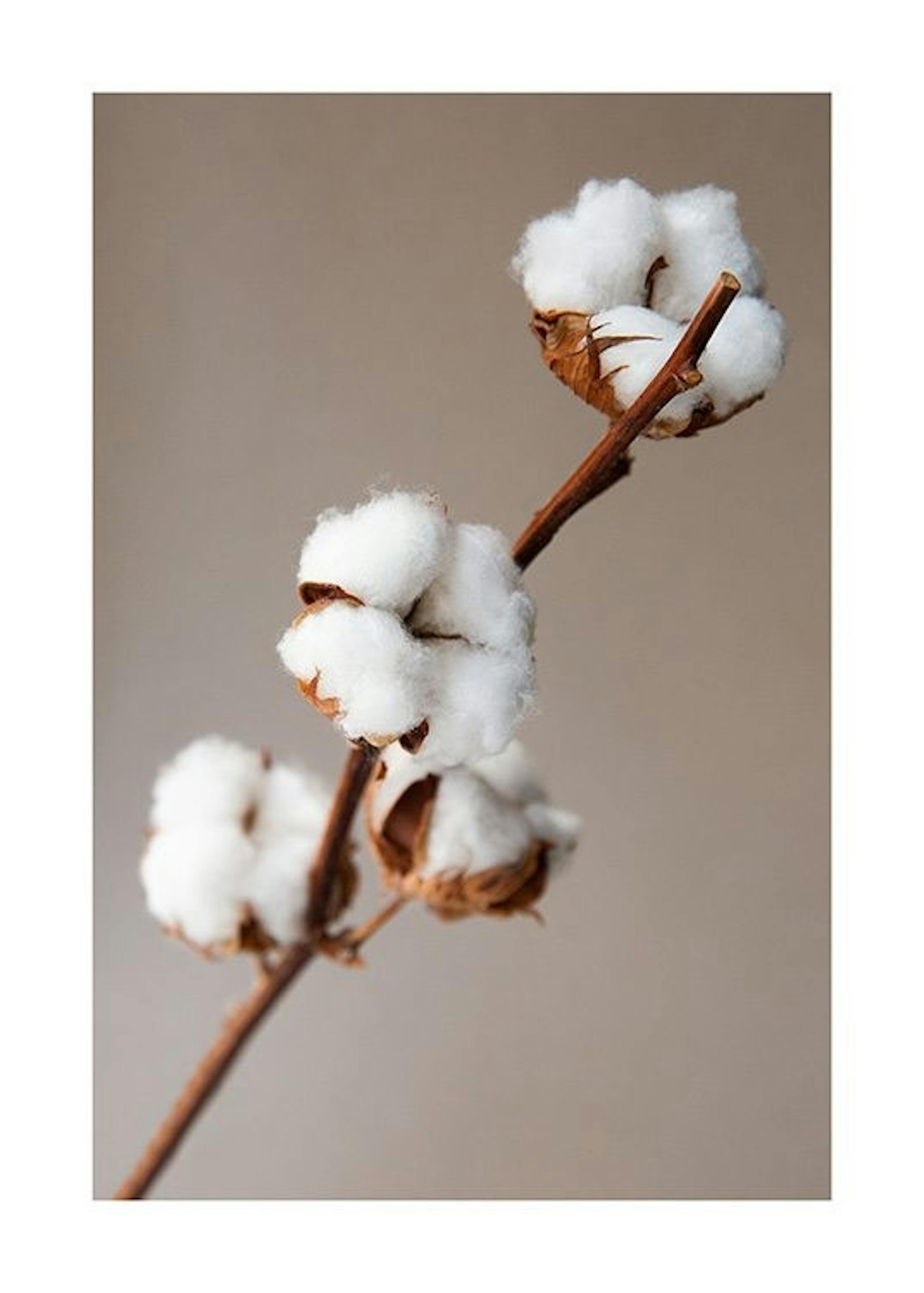 Cotton Flower 포스터 0