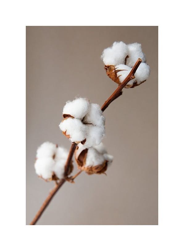 Cotton Flower Affiche (21x30 cm) - Affiches botaniques