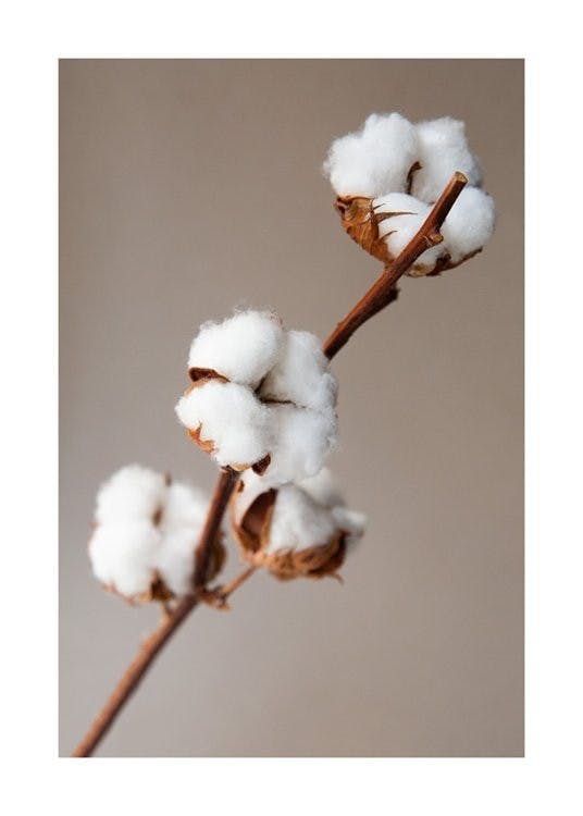 Cotton Flower Plakat 0