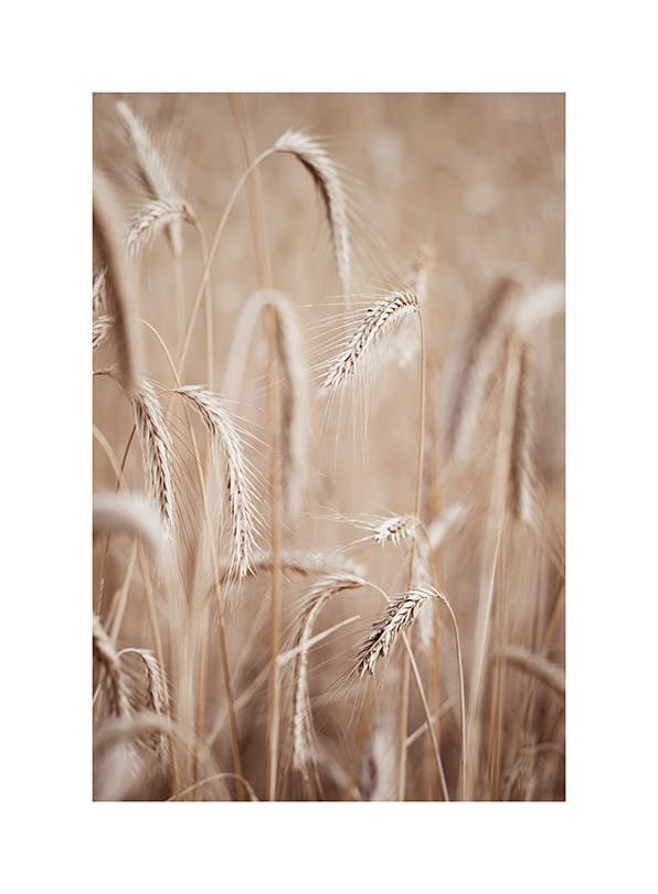 Rye Ears Poster (30x40 cm) - Natuur posters