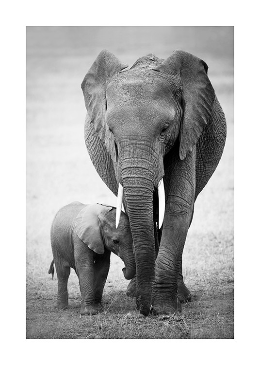 Poster Elephant Love Zwei Elefanten -