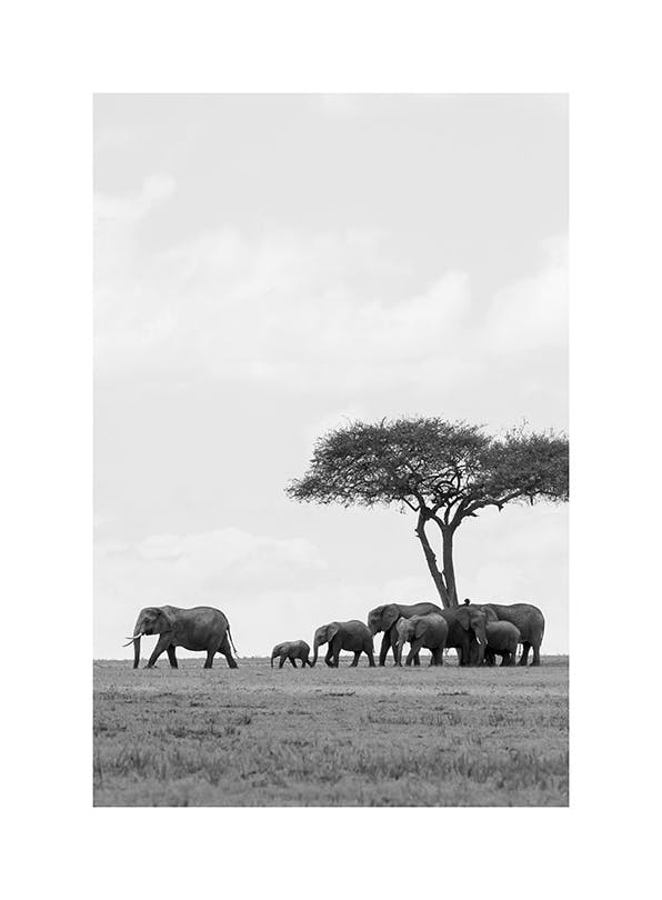 Prints - Wild Elephants Print (50x70 cm) - Animal art prints