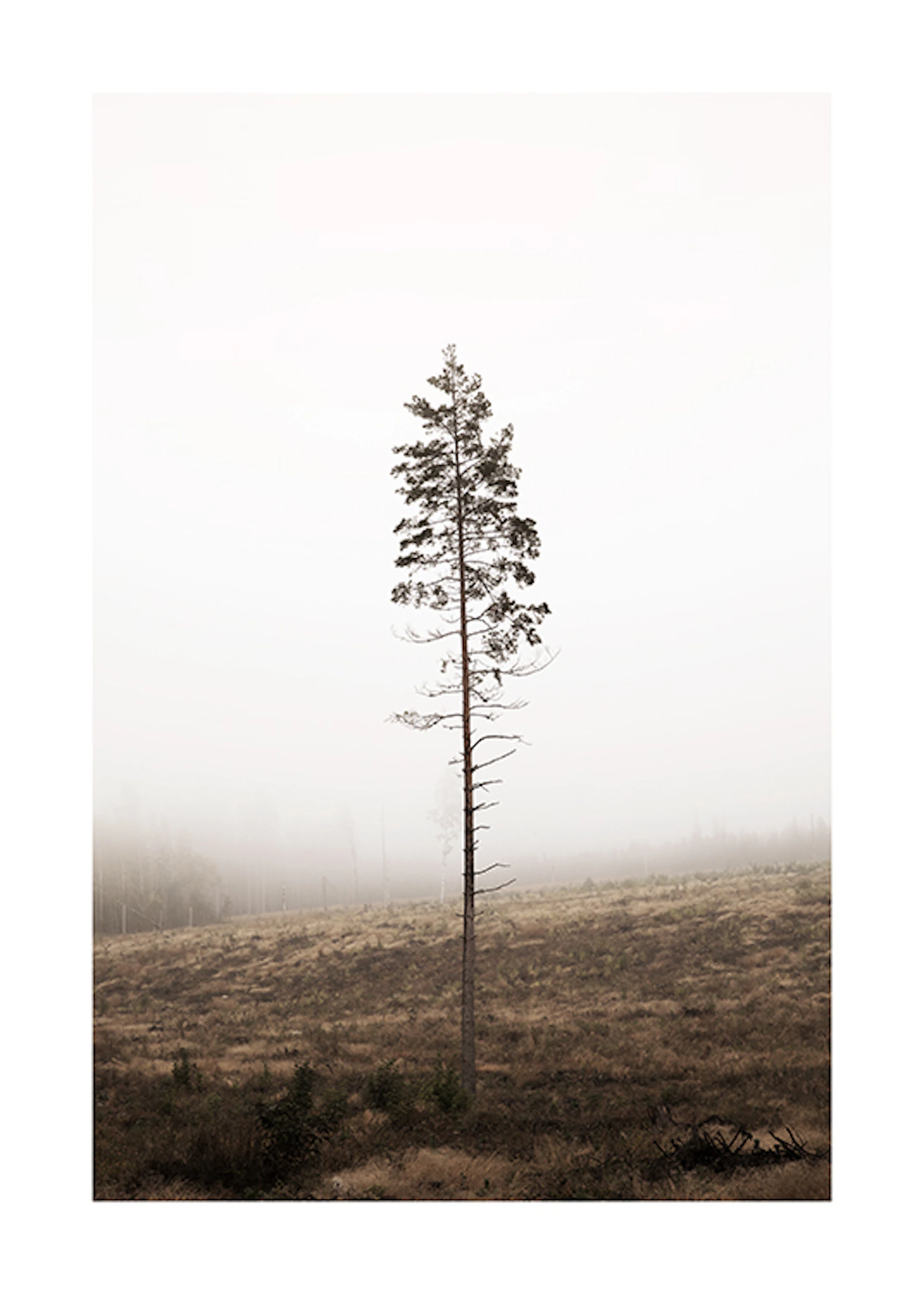 Metsäkuvat | Julisteet kuvilla metsästä| Desenio.fi