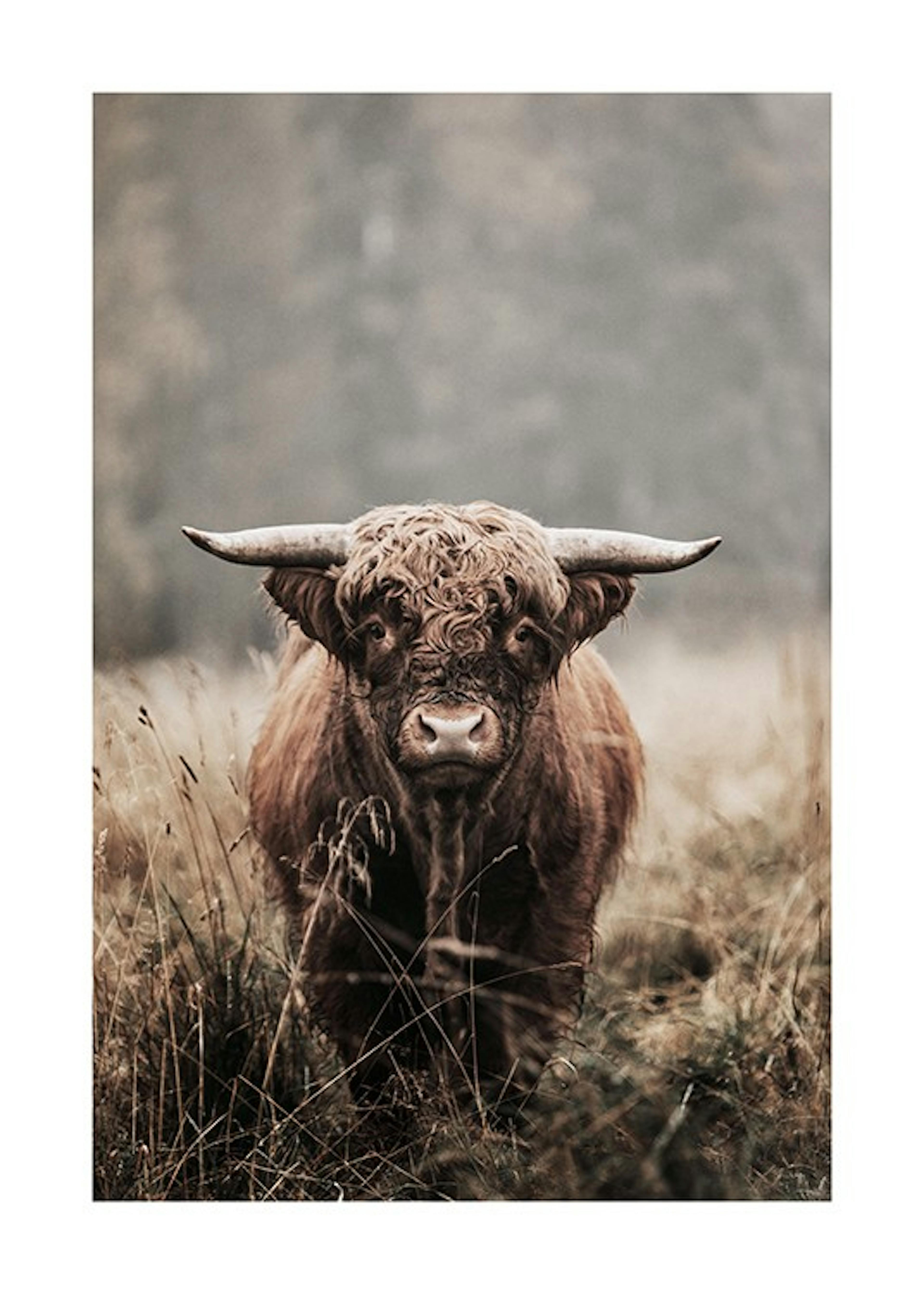 Facing A Cow Poster 0