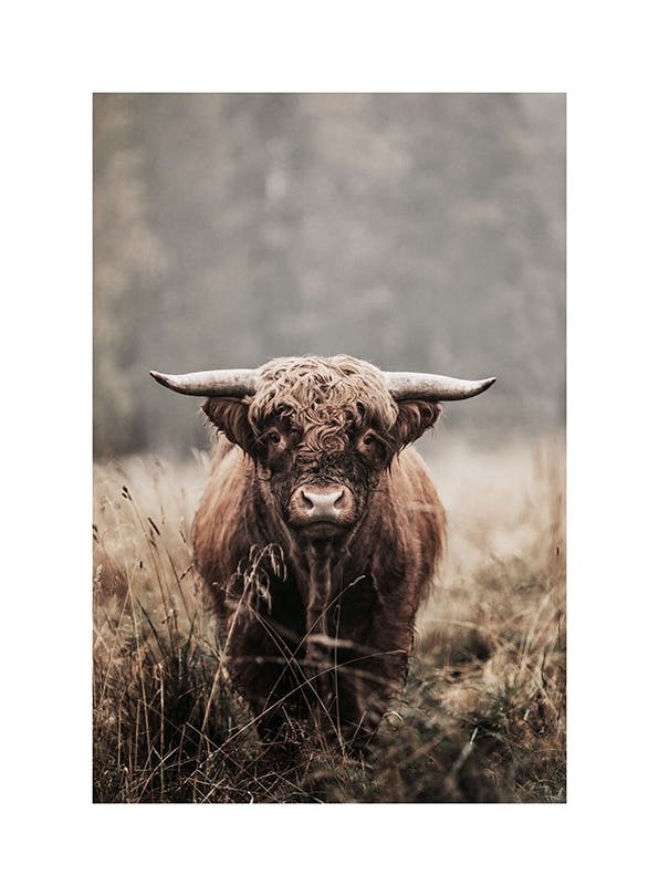 Facing A Cow Poster (30x40 cm)- Arte fotográfica