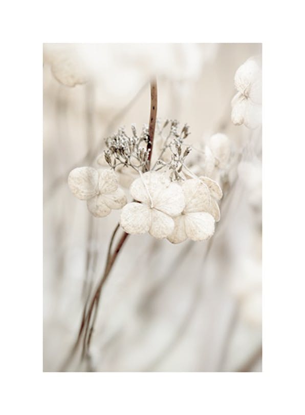Decaying Hydrangea Plakat (30x40 cm) - Plakater > Botaniske plakater > Blomsterplakater