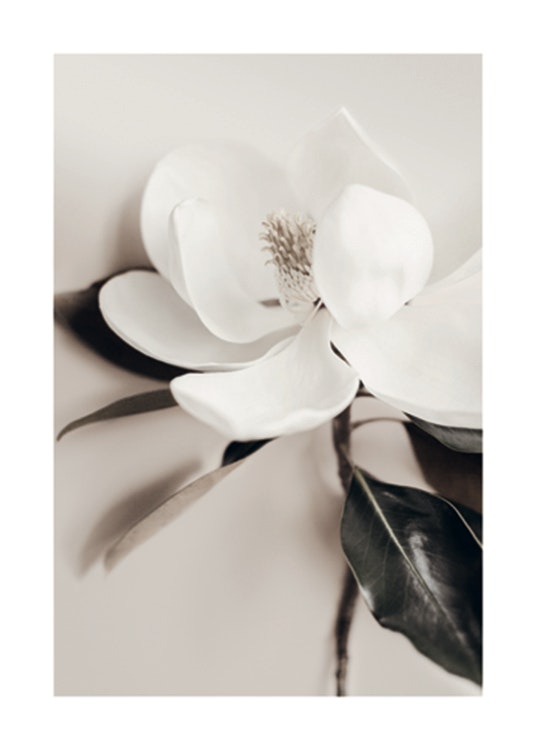 White Flower Plakat 0