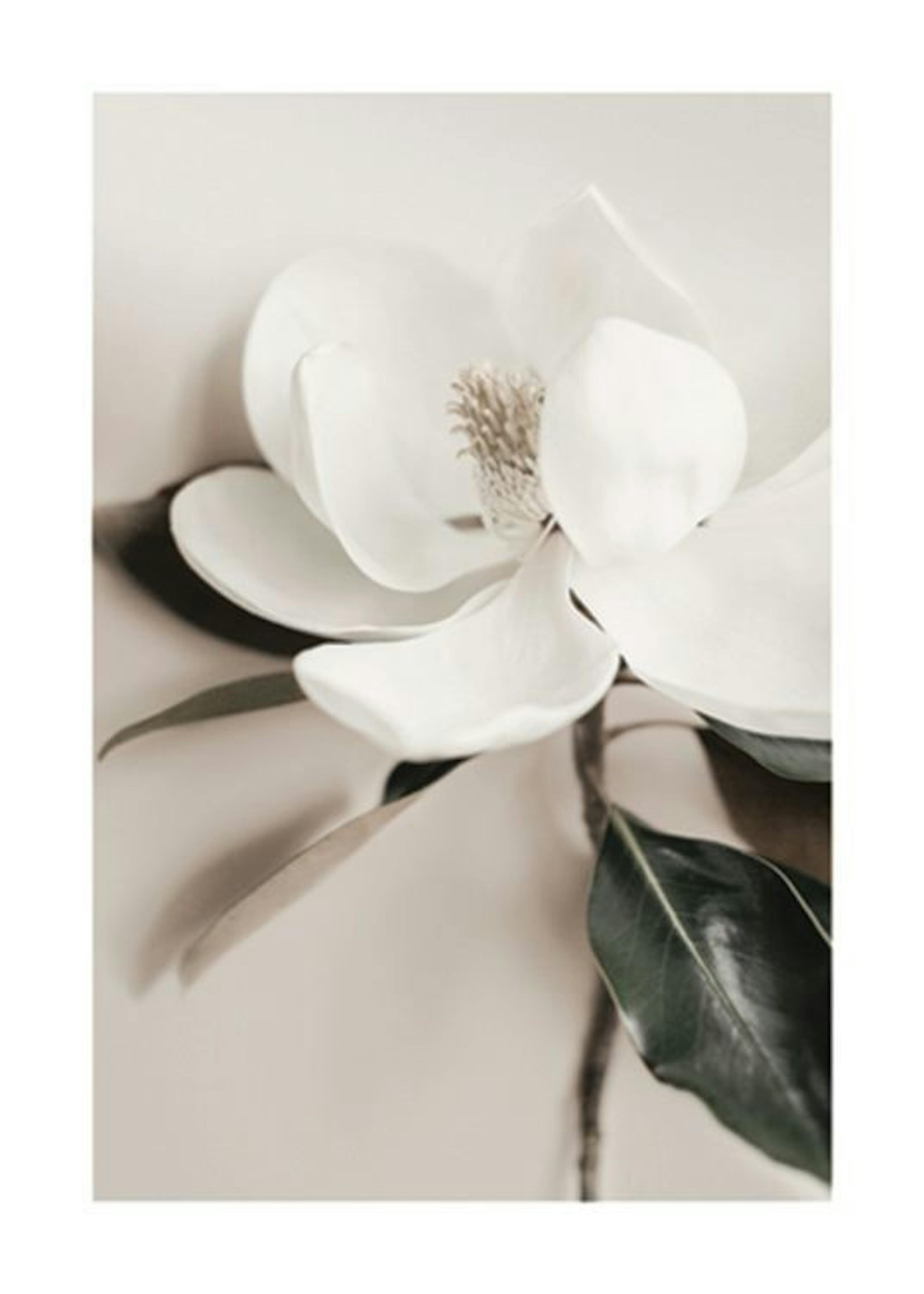 White Flower Poster 0