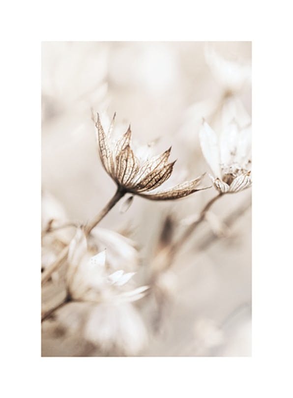 Dried Flower Close Up Plakat (21x30 cm) - Plakater > Kunstplakater > Fotokunst