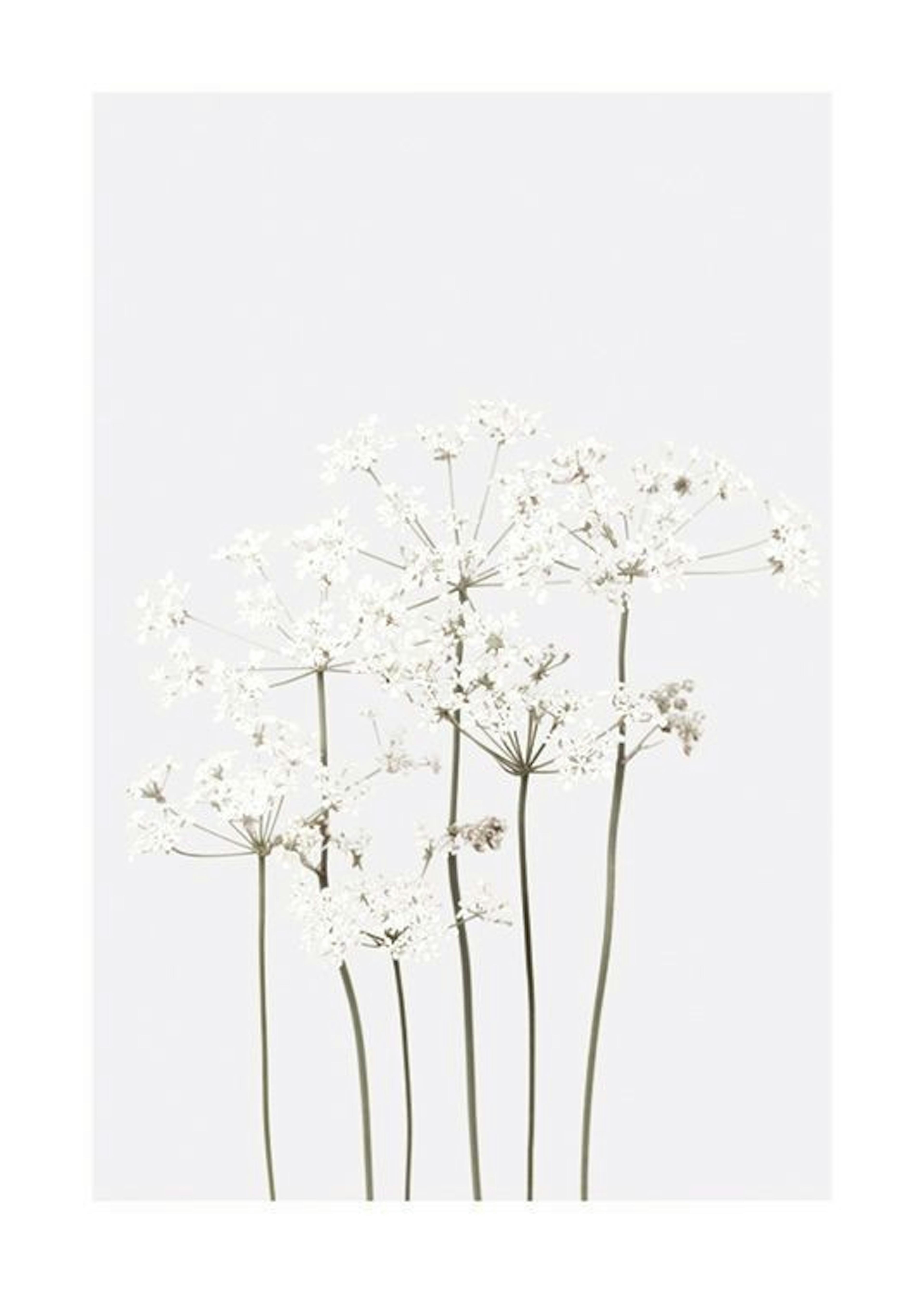 Still Life White Flowers Print 0