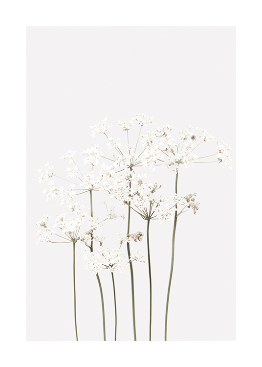 Tulipaner Express Vandret Still Life White Flowers Plakat - Hvide blomster - desenio.dk