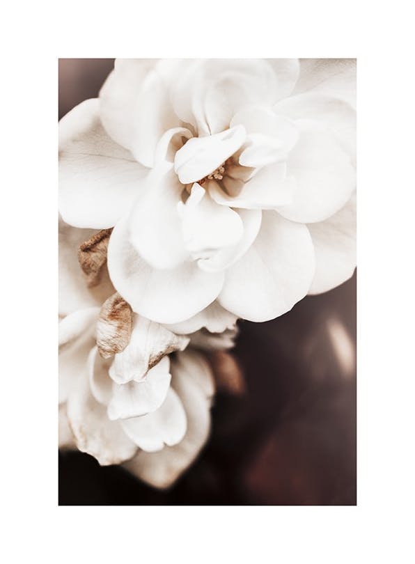 Floribunda Roses No1 Poster (50x70 cm)- Poster di fiori & piante