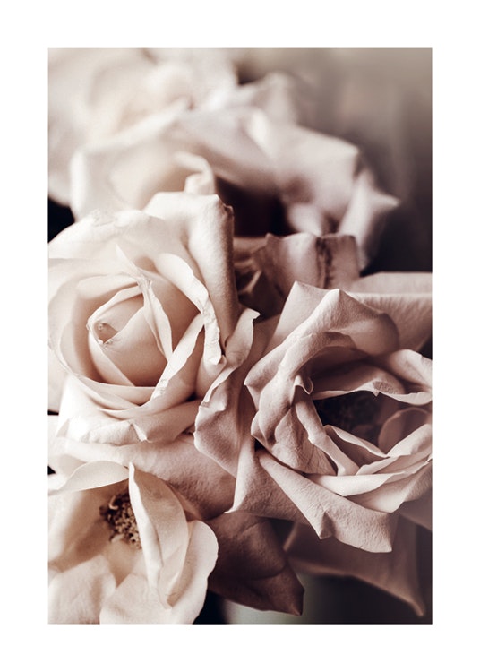 Dusty Pink Roses No1 Poster 0