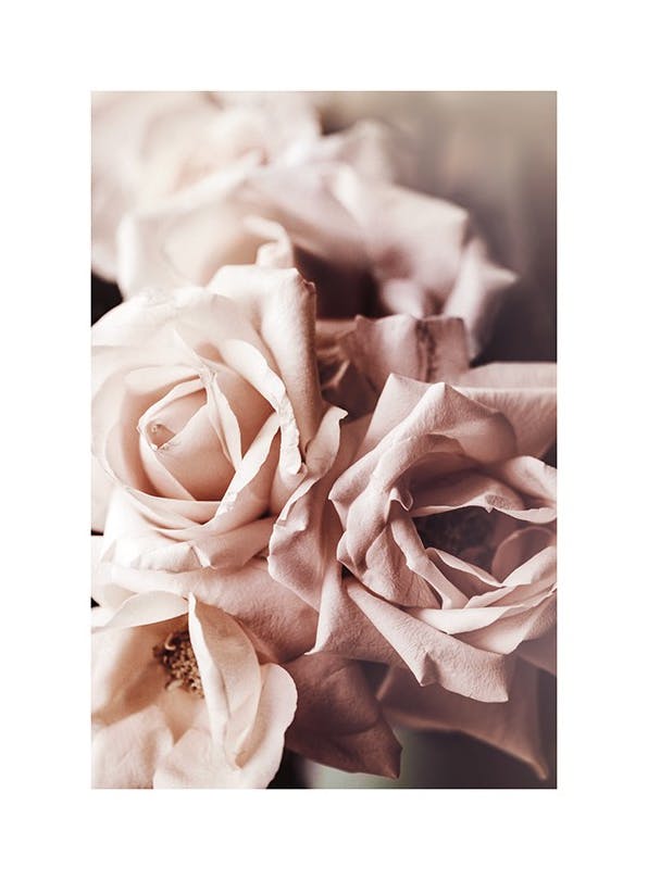Dusty Pink Roses No1 Print (30x40 cm)