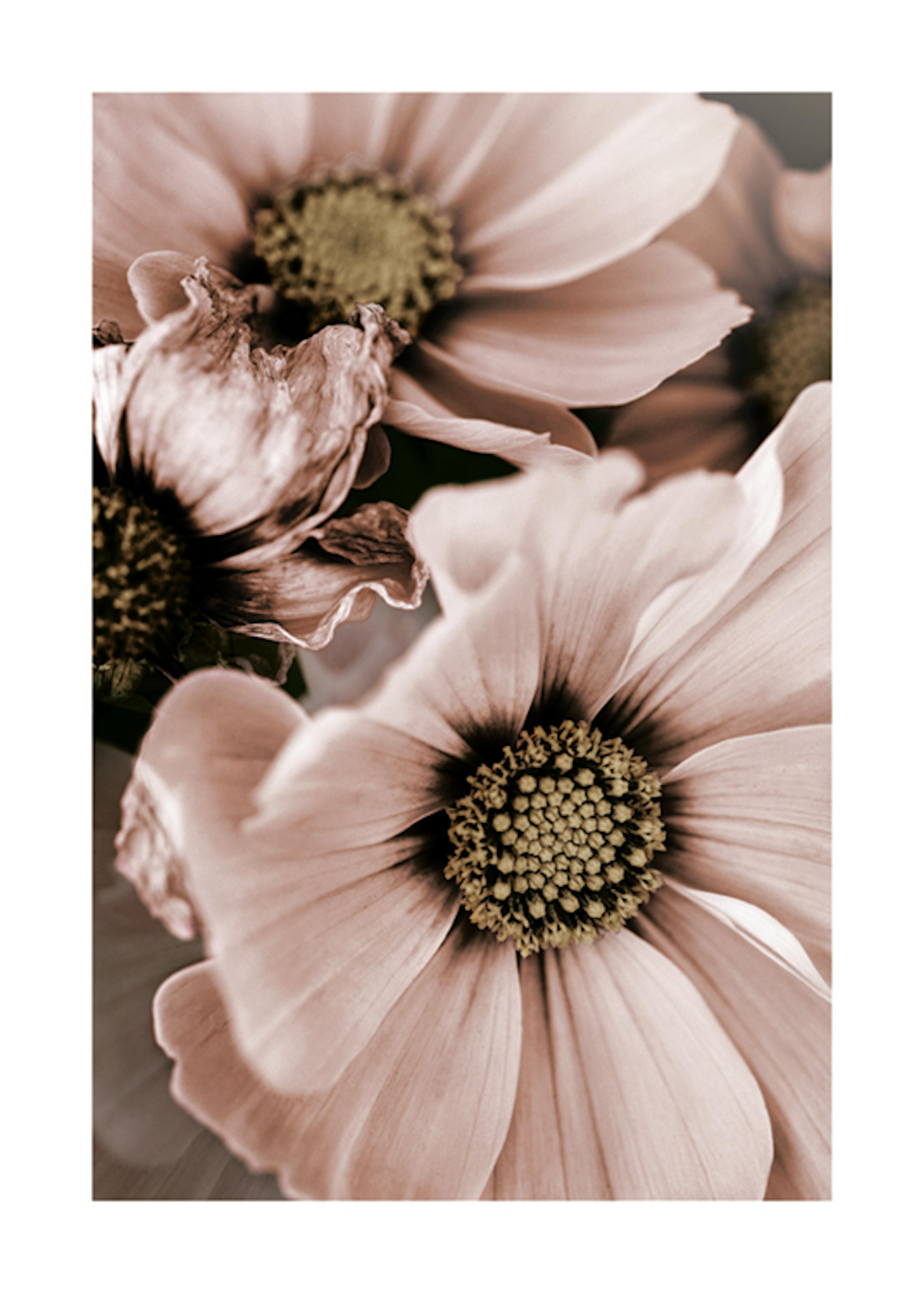 Lovely Pink Flowers Poster 0