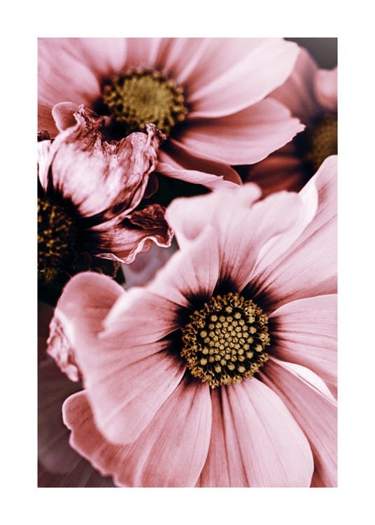 Lovely Pink Flowers 포스터 0
