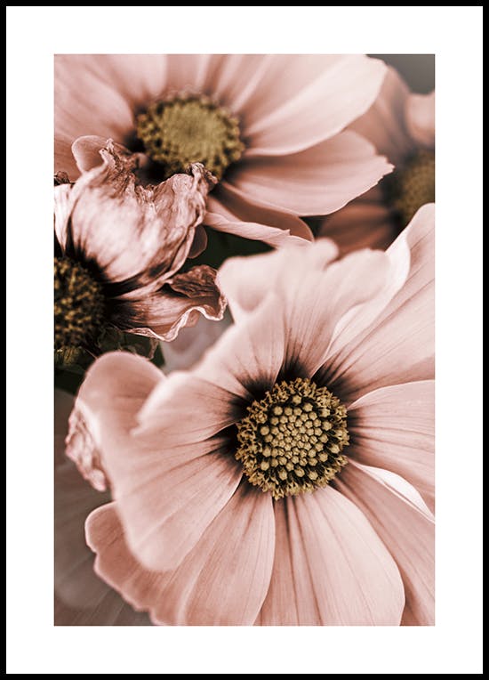 Lovely Pink Flowers Poster
