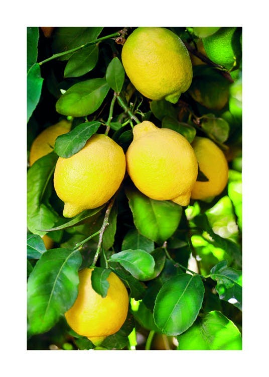 Fresh Lemons Poster 0