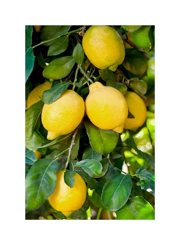Fresh Lemons Poster (30x40 cm) - Fotokunst