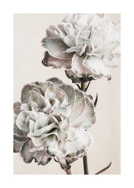 Rustic Carnation Poster 0