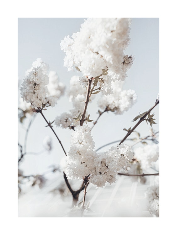 Blooming White Poster 0